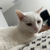 alicecat0109