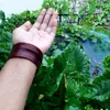 shamimayasmine5