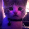 shatha_kabha345