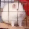 ratatoidecontex
