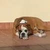 perrossanchezdimision1