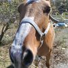 harmoniwithhorses