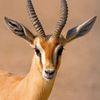 roo7abooha305