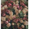 hala_sharaf1