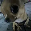cachorrodaquebrada4