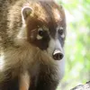 mr_coatimundi