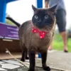 Família Pets