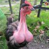 nj_najib