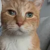 mr.cat737