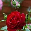alansharazwry810