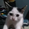 vaniasilva553