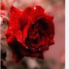 jawaher3968