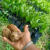 BIBIT PINANG BETARA SUPER