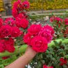 ovimani586