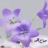 abes.fadel