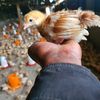 premium_poultryfarmers