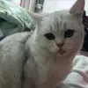 baamaa3