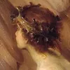 applecrittle
