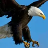 ferhat_1243_rss