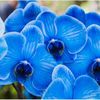 orchide_bleu