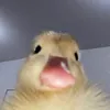 bucinexo_18