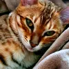 bengalfreddy