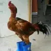 joao_spot