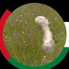 arwa_1694