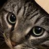lynncatmom...x9