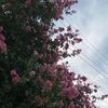 lay_ann03