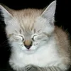 catstender