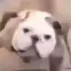 betterdwarf