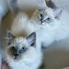 willowandmaya_