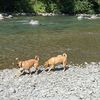 copper_and_river