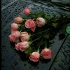 azizsweed1