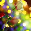 morning.glory.1