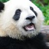 wetpandaz