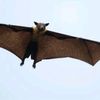 batlover143
