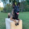 raven_themalinois