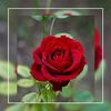 mom_rose