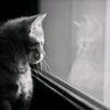 raa_rowrrr
