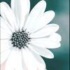latifa_.abualrub
