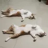 bug_pob