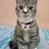 muhayahp