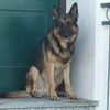 remus2019