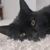 zipppsta