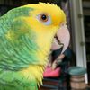 beanparrot