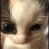 artem_838995