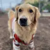 szelly_talkingdog