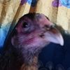 jejemon_chicken_official